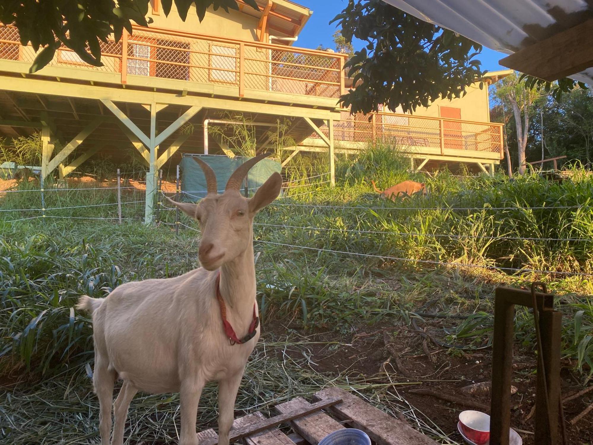 Artsy Cabin On Organic Farm Naalehu Exterior photo